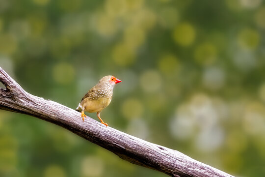 Female star finch, of red faced finch, Bathilda ruficauda), a seed eating small bird from northern Australia.