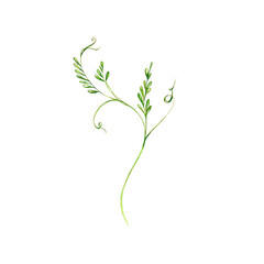 Fototapeta premium a set of watercolor bright illustrations. meadow grasses, flowers, clover. summer mood for the design of postcards, invitations, website design.