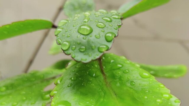 Dew on the leaves of Kalanchoe pinnata. Water Drop Flows Down on a Leaf, Beautiful realistic 3d animation. Close-up macro with focusing.