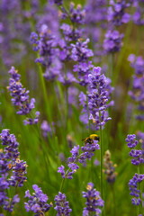 Bee on the lavender