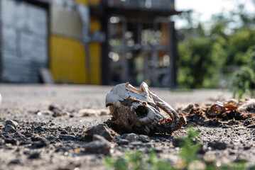 dog skull on the city street against the background of a blue-yellow building war Ukraine