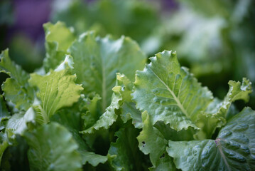 green fresh lettuce leaves close up
