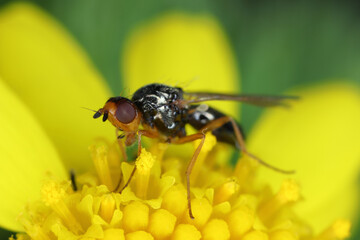 Carrot root fly, Chamaepsila rosae called also Psila rosa. Adult An insect that feeds on flower pollen. Side view.