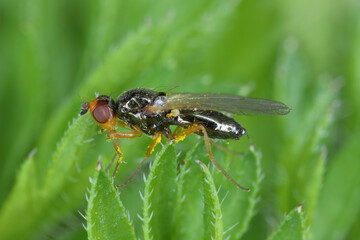 Carrot root fly, Chamaepsila rosae called also Psila rosa. Adult insect on carrot foliage. Side...