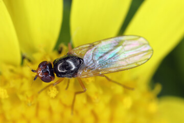Carrot root fly, Chamaepsila rosae called also Psila rosa. Adult An insect that feeds on flower pollen. Top view.