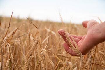 Fototapeta na wymiar Woman's hand caressing the ears of wheat in a sunny field in Castilla