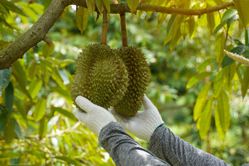 Thai durian farmers use their hands to inspect durian fruit on the tree to ensure that the durian...