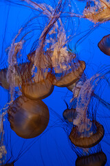 Jellyfish on blue