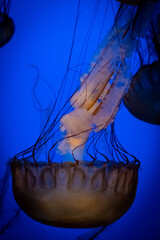 Jellyfish on blue