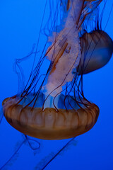 jellyfish beauty