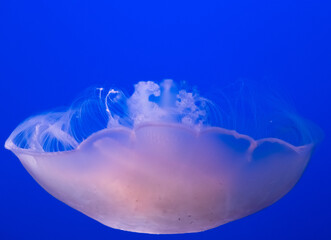 jellyfish beauty