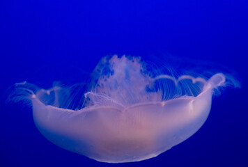 Jellyfish beauty