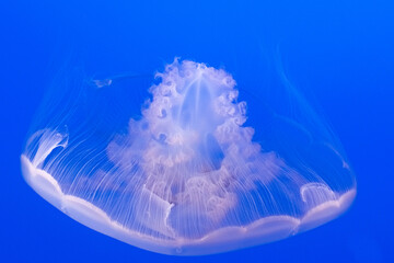 Jellyfish beauty