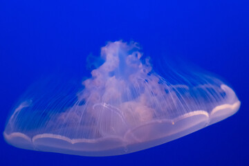 Jellyfish beauty