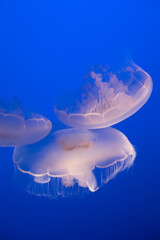 Jellyfish beauty