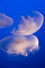 Jelly fishes