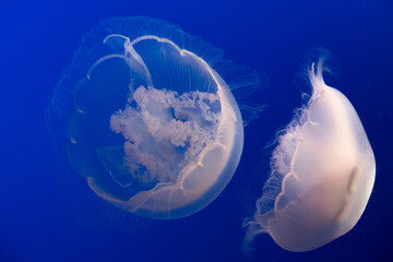 Jellyfish beauty