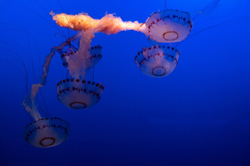 jellyfish on blue