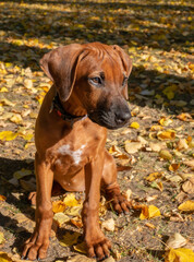 My little puppy