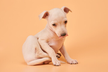 Portrait of cute Italian Greyhound puppy showing tongue isolated on orange studio background. Small...