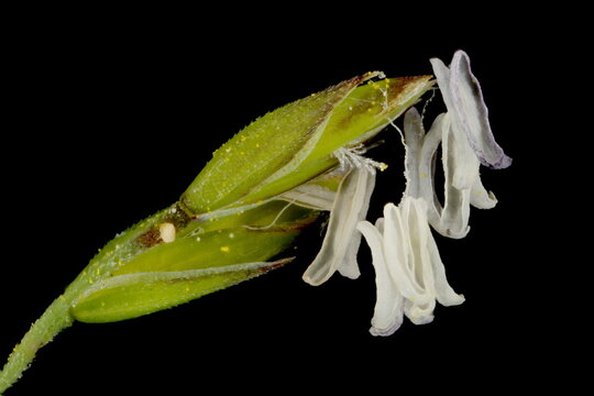Rough Meadow Grass (Poa trivialis). Spikelets Closeup