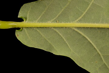 Common Oak (Quercus robur). Leaf Base Closeup