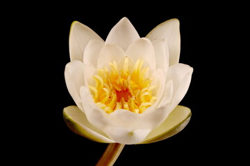 White Water-Lily (Nymphaea alba). Flower Closeup - obrazy, fototapety, plakaty