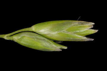 Heath Grass (Danthonia decumbens). Spikelets Closeup