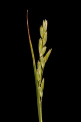 Heath Grass (Danthonia decumbens). Inflorescence Closeup