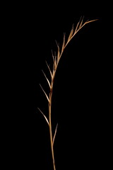 Mat Grass (Nardus stricta). Mature Inflorescence Closeup