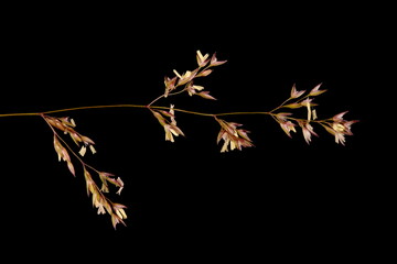 Black Bent (Agrostis gigantea). Inflorescence Branch Closeup