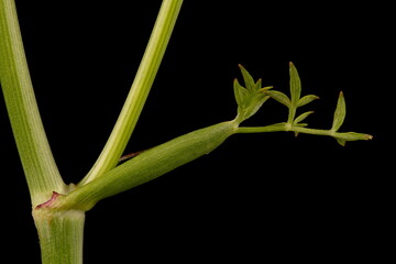 Mountain Hog's Fennel (Peucedanum oreoselinum). Cauline Leaf Closeup