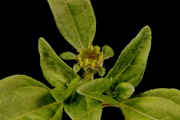 Mexican creeping zinnia (Sanvitalia procumbens). Immature Capitulum Closeup