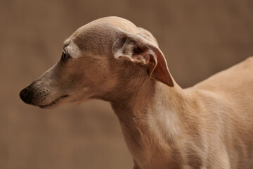 Portrait of Italian Greyhound male dog posing isolated on beige studio background