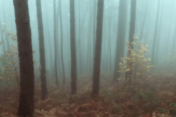 Morning in a foggy forest in autumn
