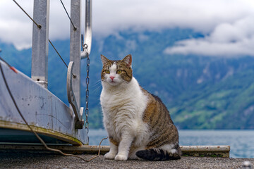Big female white, black and brown tabby cat sitting at pier of passenger ship at Swiss village of...