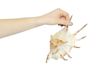 sea ​​shell in hand on white background, concept to pass or throw away