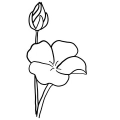 illustration of a flower