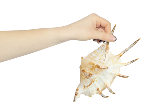 sea ​​shell in hand on white background, concept to pass or throw away