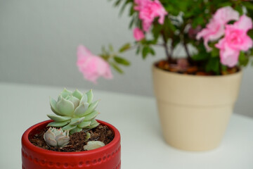 Echeveria succulent with rose flower on a white background.