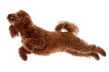 Adorable curly red-brown poodle dog in motion, playing, running isolated over transparent background.