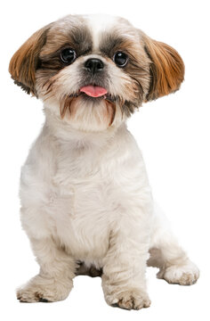 One cute little Shih Tzu dog, puppy sitting on floor with sticked out tongue isolated on transparent background