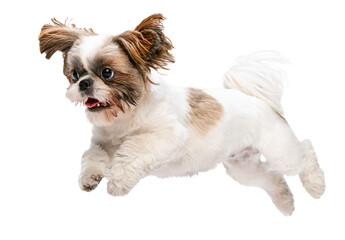 Cute little Shih Tzu dog, puppy in motion, running, playing with sticked out tongue isolated on transparent background