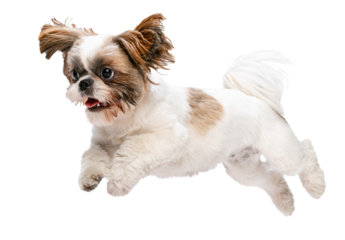 Cute little Shih Tzu dog, puppy in motion, running, playing with sticked out tongue isolated on transparent background