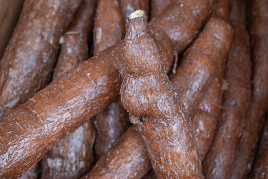Raw Cassava Stack in Store