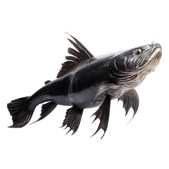 Catfish, isolated, no background