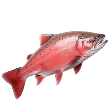 Salmon fish isolated, no background