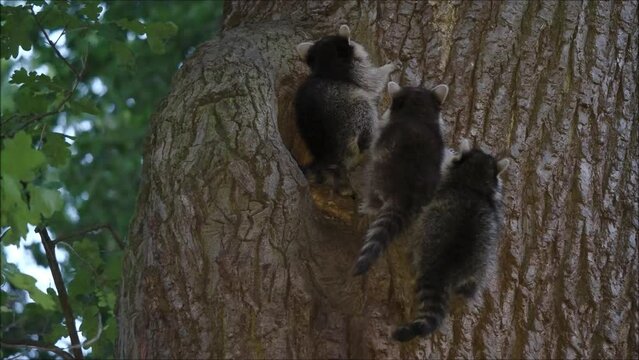 Raccoon (Procyon lotor), in front of their tree den, Hesse, Germany, Europe
