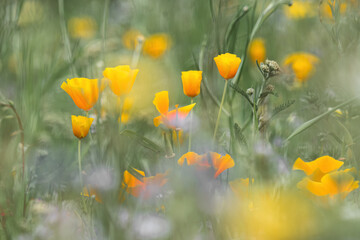 close-up of amazing colorful blooming summer wildflowers