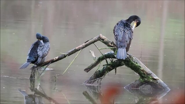 Two great cormorant (Phalacrocorax carbo) standing on dead wood, plumage care, Hesse, Germany, Europe